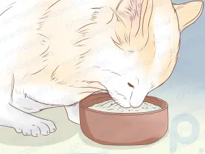 Bir Kedinin Solunum Yolundaki Yabancı Cisimler Nasıl Temizlenir