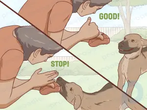 So kommunizieren Sie mit Ihrem Hund