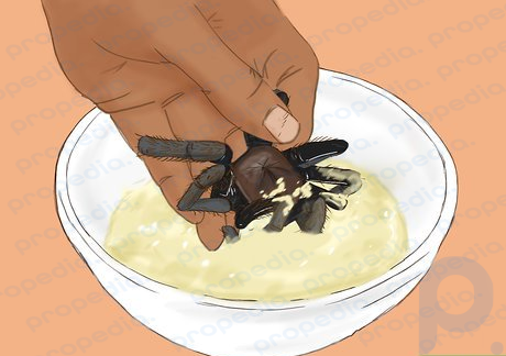 Étape 4 Enduisez une araignée à la fois dans la pâte tempura, puis déposez l'araignée dans l'huile chaude.
