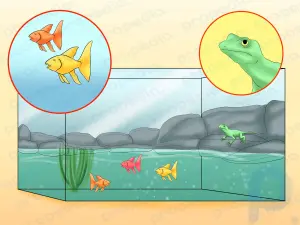 Kertenkelelerin ve Balıkların Bir Arada Yaşayabilmesi İçin Akvaryumlar Nasıl Oluşturulur?