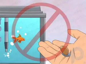 Wie man Egel bei Goldfischen heilt