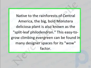 Microsoft Word'de Arka Planlar Nasıl Eklenir: Filigranlar, Resimler ve Renkler