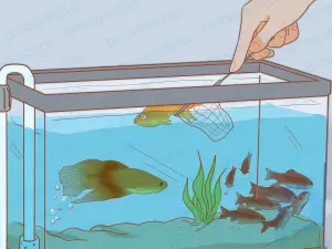 How to Add Fish to a New Tank