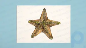 Crie um desenho simples de estrela do mar em 6 etapas fáceis