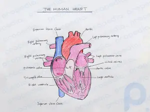 Wie zeichnet man die innere Struktur des Herzens?