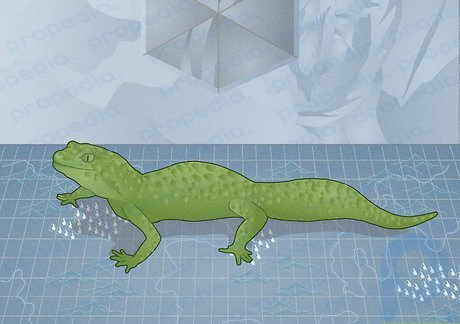 Step 7 Lizard