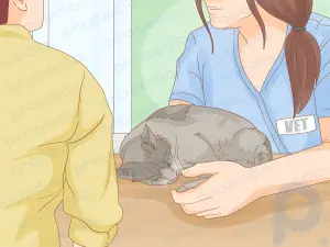 Comment réparer l'adhérence chez les chats