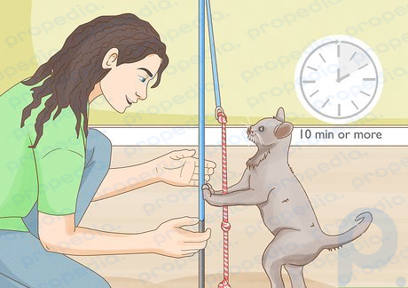 Step 1 Schedule times to give attention to your cat during the day.