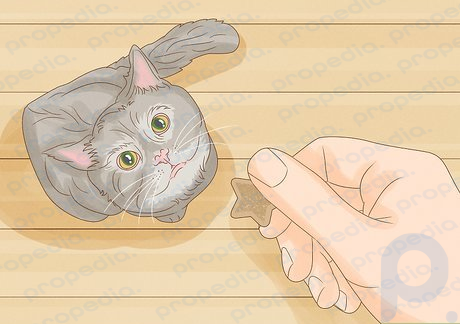 Step 5 Reward your cat when it behaves well.