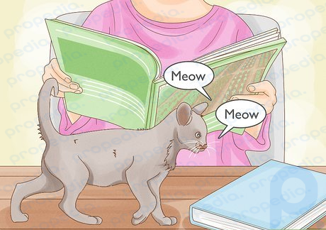 Шаг 6. Не обращайте внимания на кошку, когда она просит внимания.