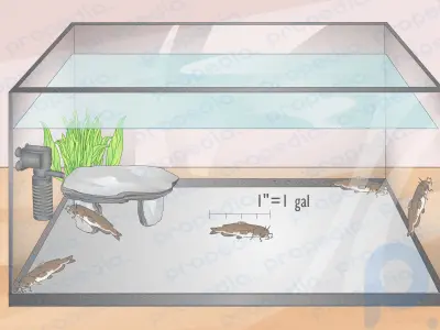 Сколько рыб можно поместить в аквариум?