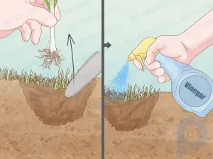 Cómo deshacerse de la hierba de cebolla