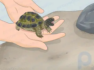 Как создать среду обитания для черепах Германа