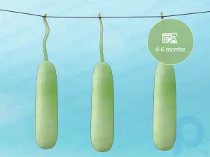 How to Grow Bottle Gourd from Seeds