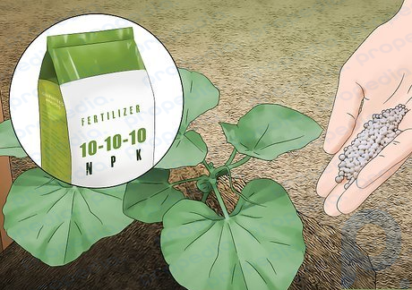 Step 2 Spread 10-10-10 fertilizer after 6–8 weeks of growing.