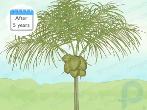 Hindistan Cevizi Ağacı Nasıl Yetiştirilir?