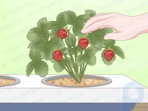 How to Grow Hydroponic Strawberries