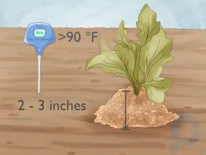 Comment faire pousser des radis