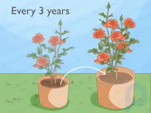 Comment faire pousser des roses dans des conteneurs