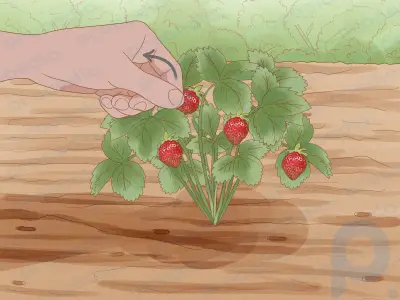 Wie man Erdbeeren anbaut