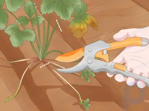 Comment planter et faire pousser des fraises à partir de graines
