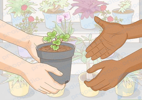 Schritt 1 Kaufen Sie eine kleine Erdbeerpflanze oder einen Erdbeerläufer in einem Gartengeschäft oder einer Gärtnerei.
