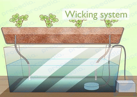 Step 1 Grow strawberries with the wicking system.