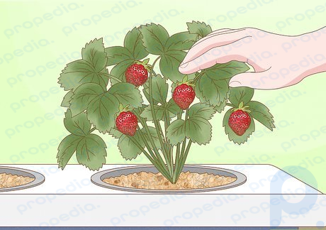 Step 10 Harvest your strawberries.