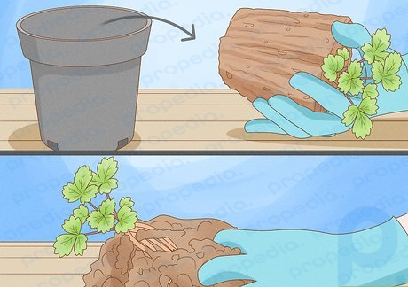 Step 2 Carefully remove a strawberry plant from its container.