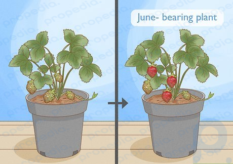 Étape 2 Procurez-vous une plante produisant en juin si vous souhaitez 1 grosse récolte par an.