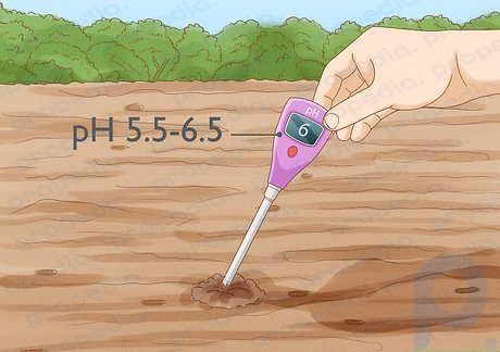 Step 2 Look for soil with a pH between 5.5 and 6.5.