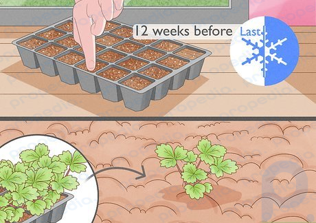 Step 2 Plan to start strawberry seeds 12 weeks before your area’s last frost.