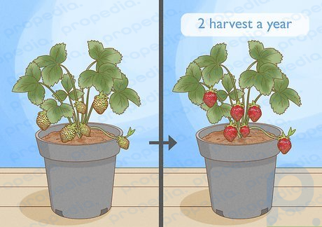 Step 3 Pick an everbearing plant for 2 moderate harvests a year.