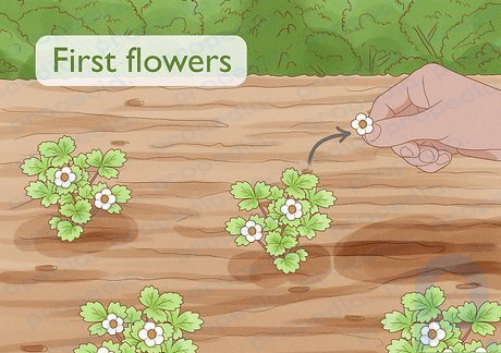 Step 4 Pluck off the first flowers.