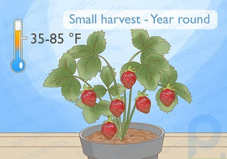 Step 4 Select a day-neutral plant if you want small harvests year-round.