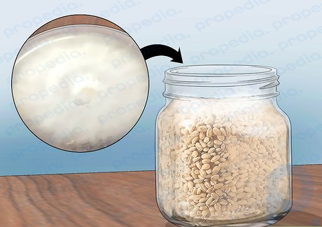 Step 4 Transfer the fungus to a tightly packed, sterilized grain, such as wheat or rye.