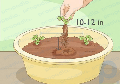 Step 4 Transplant the strawberries into the pot.