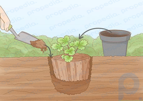 Step 5 Move the strawberry plant from the pot into the hole.