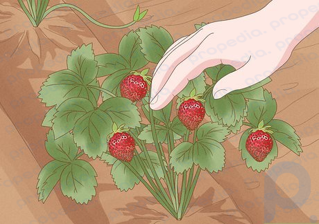 Step 5 Pick your strawberries when they’re completely red.