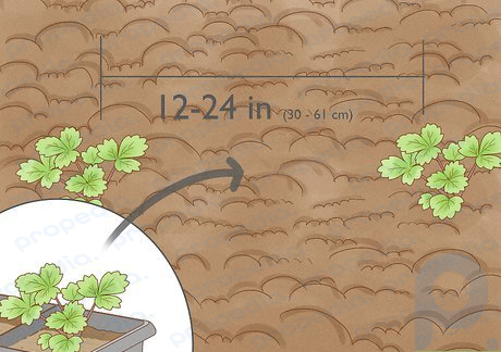 Step 5 Plant the seedlings in rows about 12 to 24 inches (30-61 cm) apart.