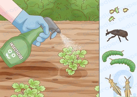 Step 5 Prevent pests by using insecticides.