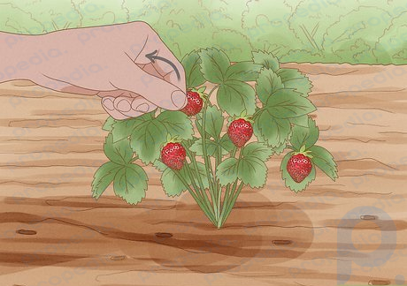 Step 7 Harvest the strawberries.