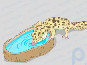 Como alimentar manualmente uma lagartixa leopardo cega