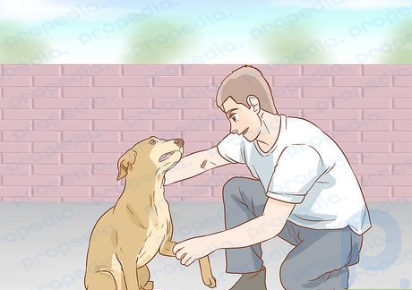 Step 1 Evaluate the dog for more severe injuries.
