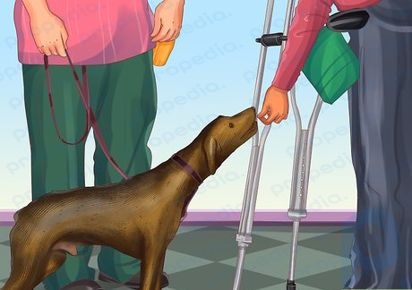 Step 6 Don’t pet a blind person’s guide dog without permission.