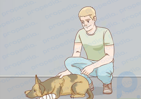 Step 7 Give your dog calming attention.