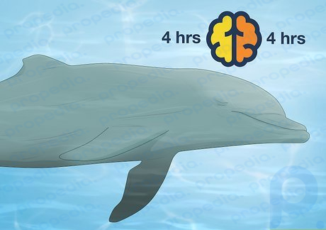 Ein Delfin braucht etwa 8 Stunden Schlaf pro Nacht.