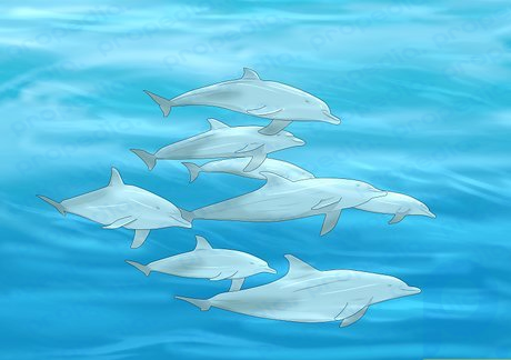 Delfine schlafen in Schoten, während sie im Wasser schweben.