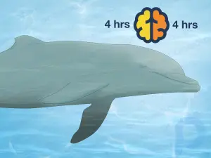How Do Dolphins Sleep without Drowning?