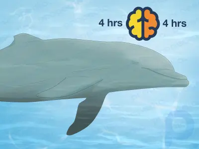 Como os golfinhos dormem sem se afogar?
